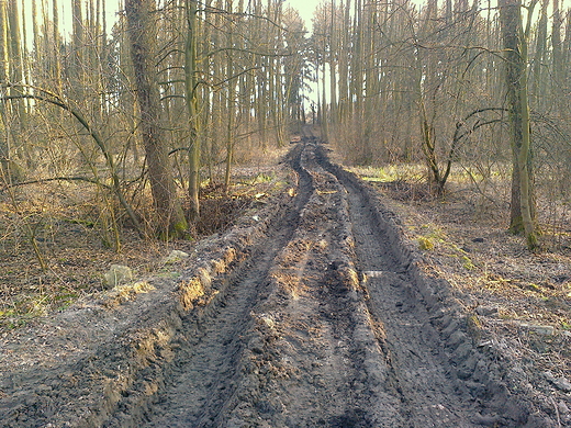 w podzamojskim lasku