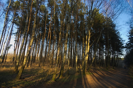 Rzadki las niedaleko ulicy Mitowej