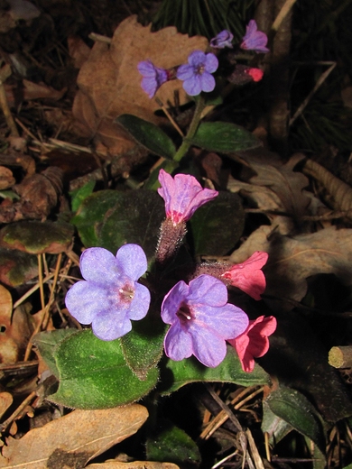 Miodunka plamista Pulmonaria officinalis