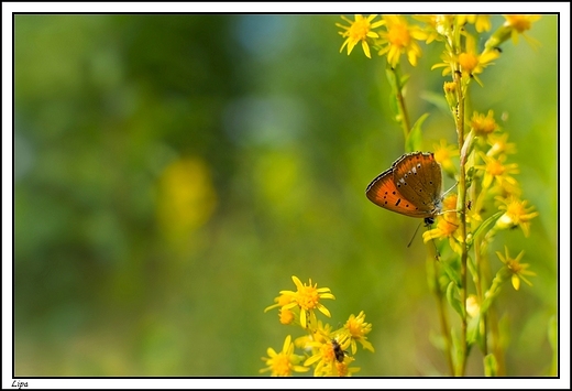 Lipa -  swoje piękno pokazuje tu także roślinność... i motylki też bywają, jak wszędzie...