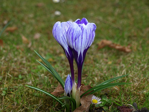 krokus i stokrotka