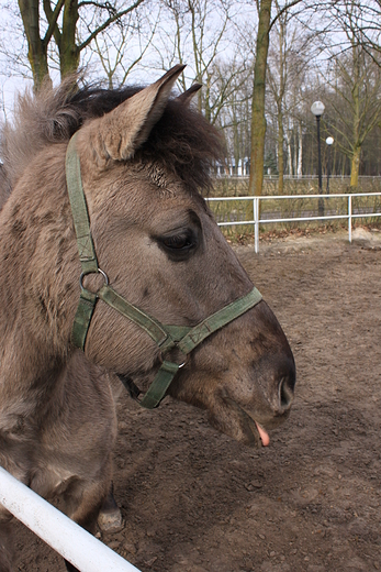 Stadnina Koni w Janowie Podlaskim