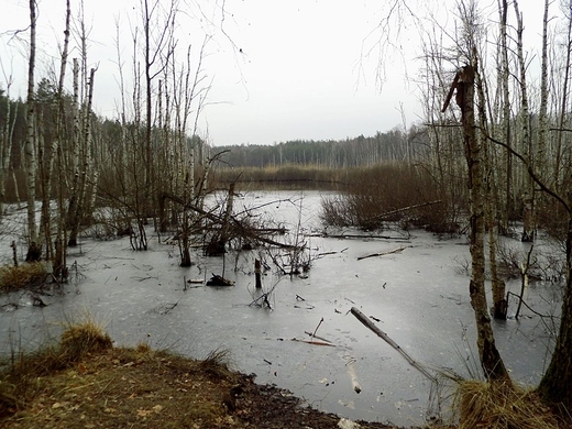 Mazowiecki Park Krajobrazowy. Macierowe Bagno