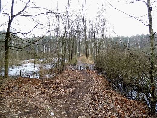 Mazowiecki Park Krajobrazowy. Macierowe Bagno