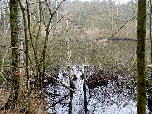 Mazowiecki Park Krajobrazowy. Macierowe Bagno