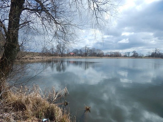 Niespokojny kwiecie nad Laskowickim jeziorem