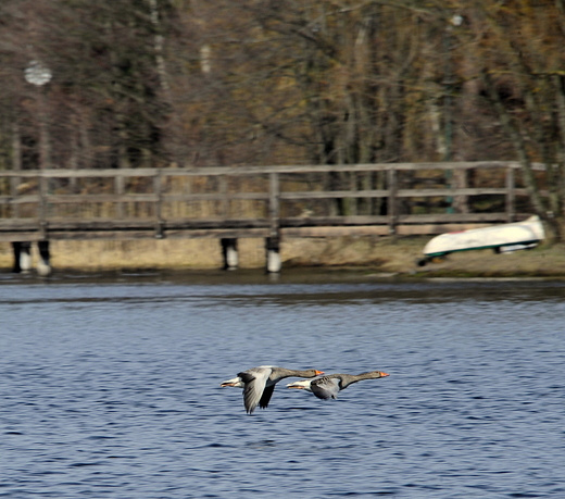 Brodnicki Park Krajobrazowy