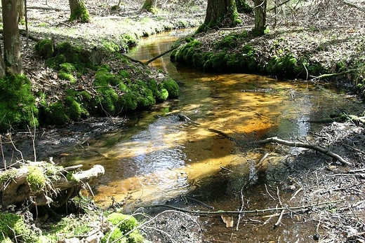 Rezerwat Cisy nad Liswart