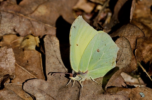 Latolistek cytrynek.