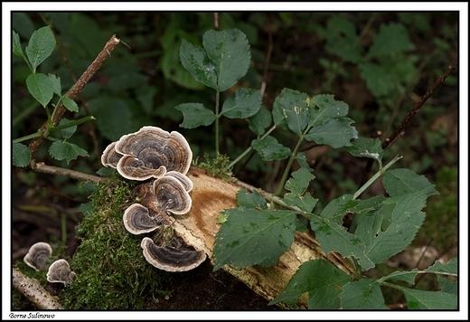 Borne Sulinowo - osobliwoci opuszczonego miasta ...nie tylko ruinami czowiek yje...