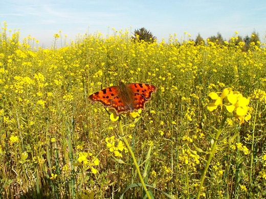 Motyl pord rzepaku