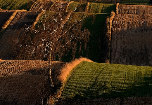 Kwietniowe pola. Antoniwka. Roztocze