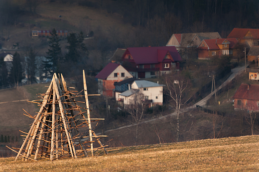 Ostrewki... Widok zanikajcy i rzadki. Gorce