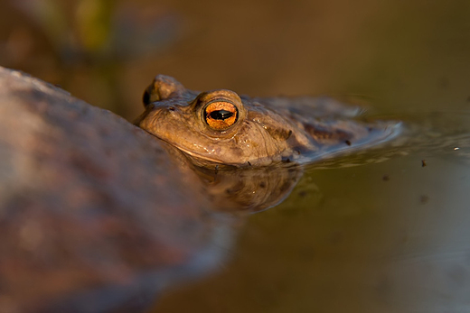 Ropucha szara Bufo bufo