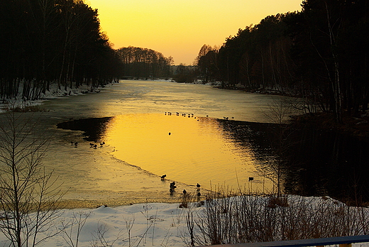 Zalew Siczki - stadko kaczek