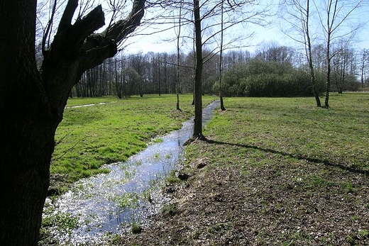 Midzyrzecze Bzury i agiewniczanki