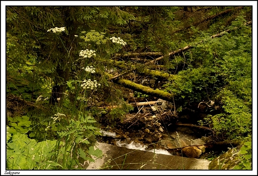 Zakopane - grska przyroda