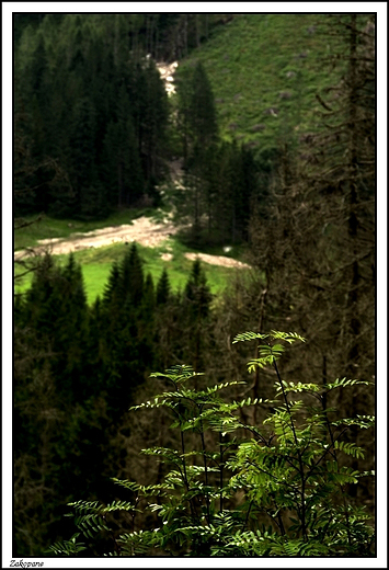 Zakopane - grska przyroda