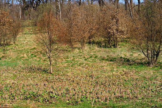 Krajobraz jesienno-wiosenny