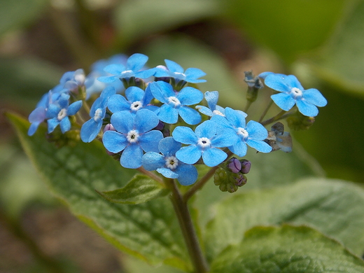 Warszawa. Kwiaty w Ogrodzie Botanicznym.