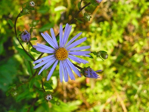 Aster gawdka