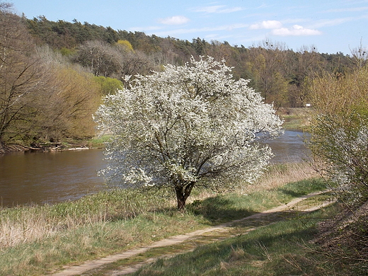 Kosewko. Wiosna nad Wkr.
