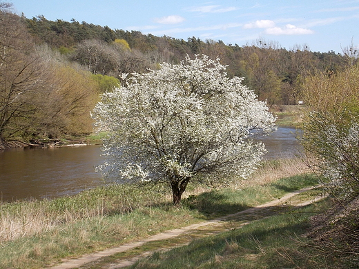 Kosewko. Wiosna nad Wkr.