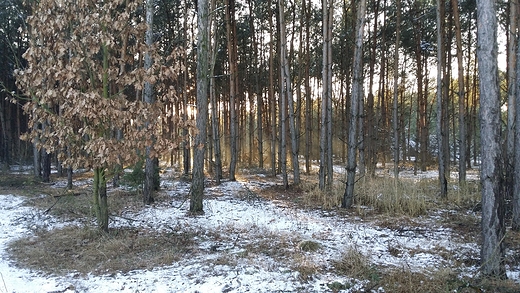 popoudnie zimowo- wiosenne ;