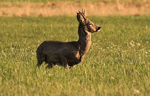 Kozioł.