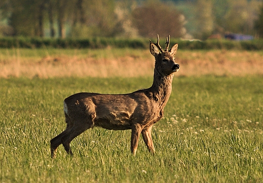 Kozioł.