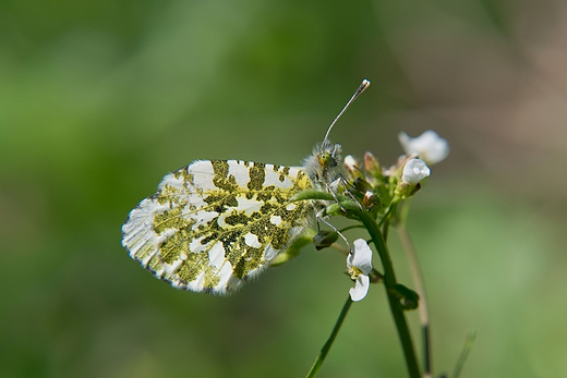 Zorzynek rzeuchowiec Anthocharis cardamines - samica