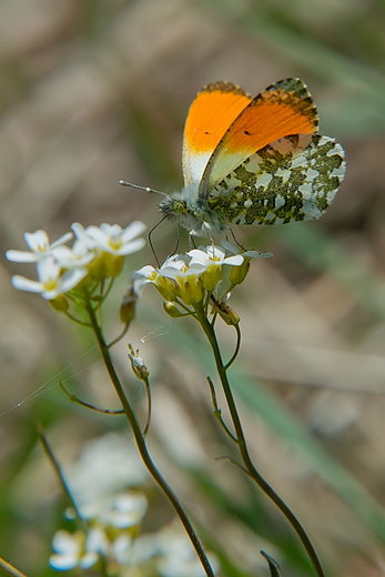 Zorzynek rzeuchowiec Anthocharis cardamines - samiec