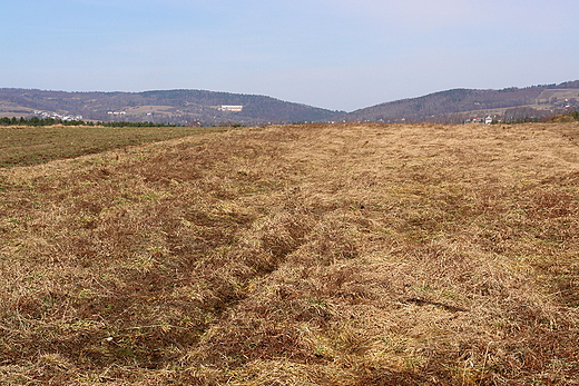 Pola w Leszczynach