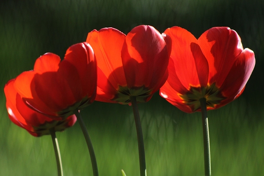 Czas tulipanw