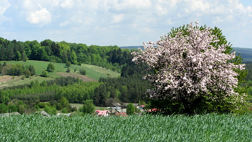wiosna....