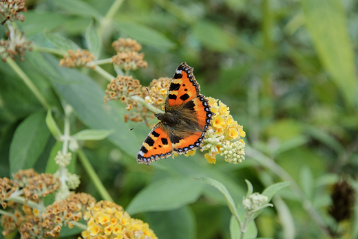 rusaka pokrzywnik Aglais urticae