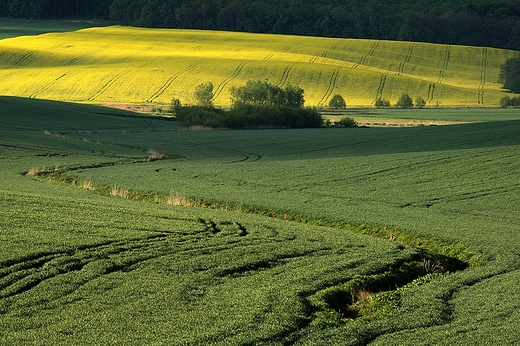 Kociaszyn. Majowe pola