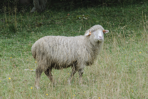 umiech owcy