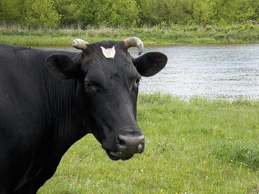 Szczypiorno. aciata nad Wkr.