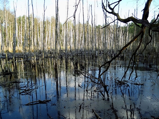 Mazowiecki Park Krajobrazowy. Macierowe Bagno w okolicy Starej Miosny