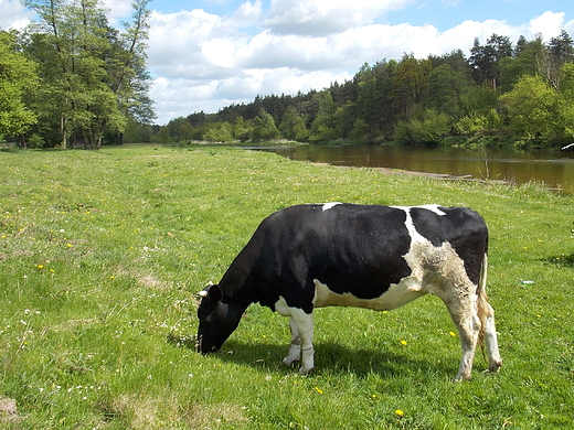 Szczypiorno. aciata nad Wkr.