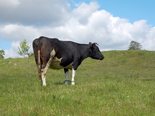 Szczypiorno. aciata nad Wkr.