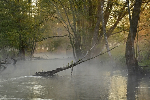 Poranek nad Myl