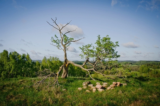 Samotna jarzbina.