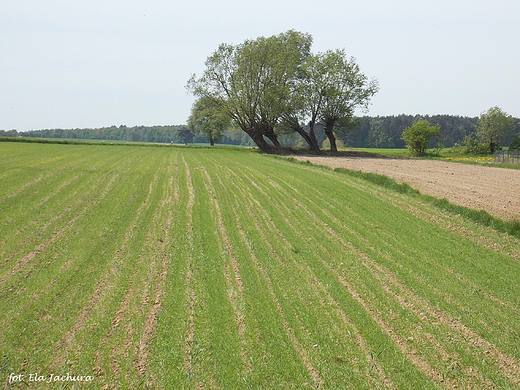 Szczypiorno. Krajobraz z wierzbami.