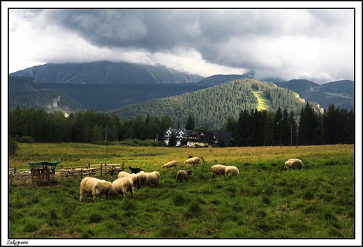 Zakopane - widok z Antawki