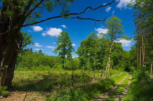 Nadwarciaski szlak rowerowy - na wysokoci Radojewa