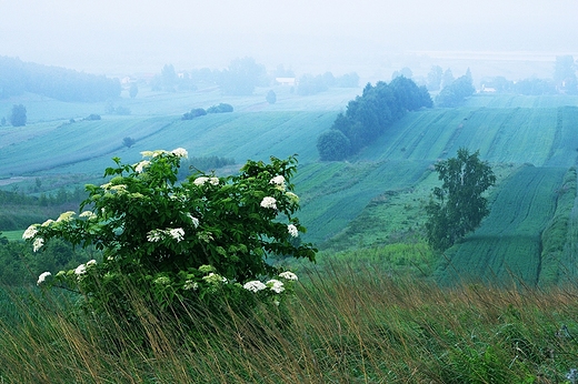 Antoniwka. Chodny majowy poranek.