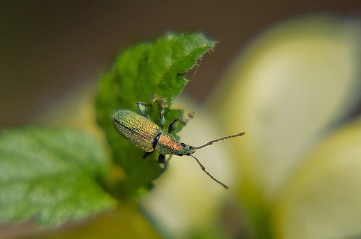 Ze wiata makro - klejnocik.