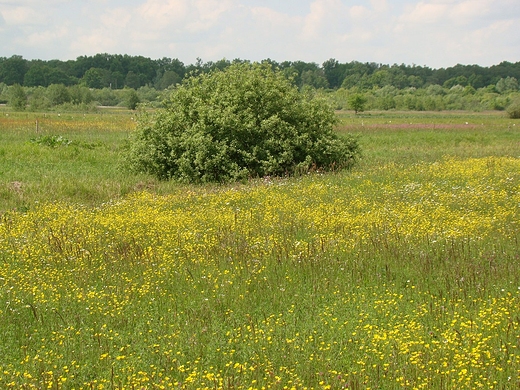 Nadbuaskie ki